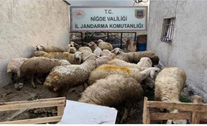 Jandarma koyun hırsızını kısa sürede yakaladı
