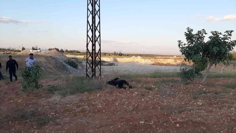 Hırsızlık zanlısının feci sonu
