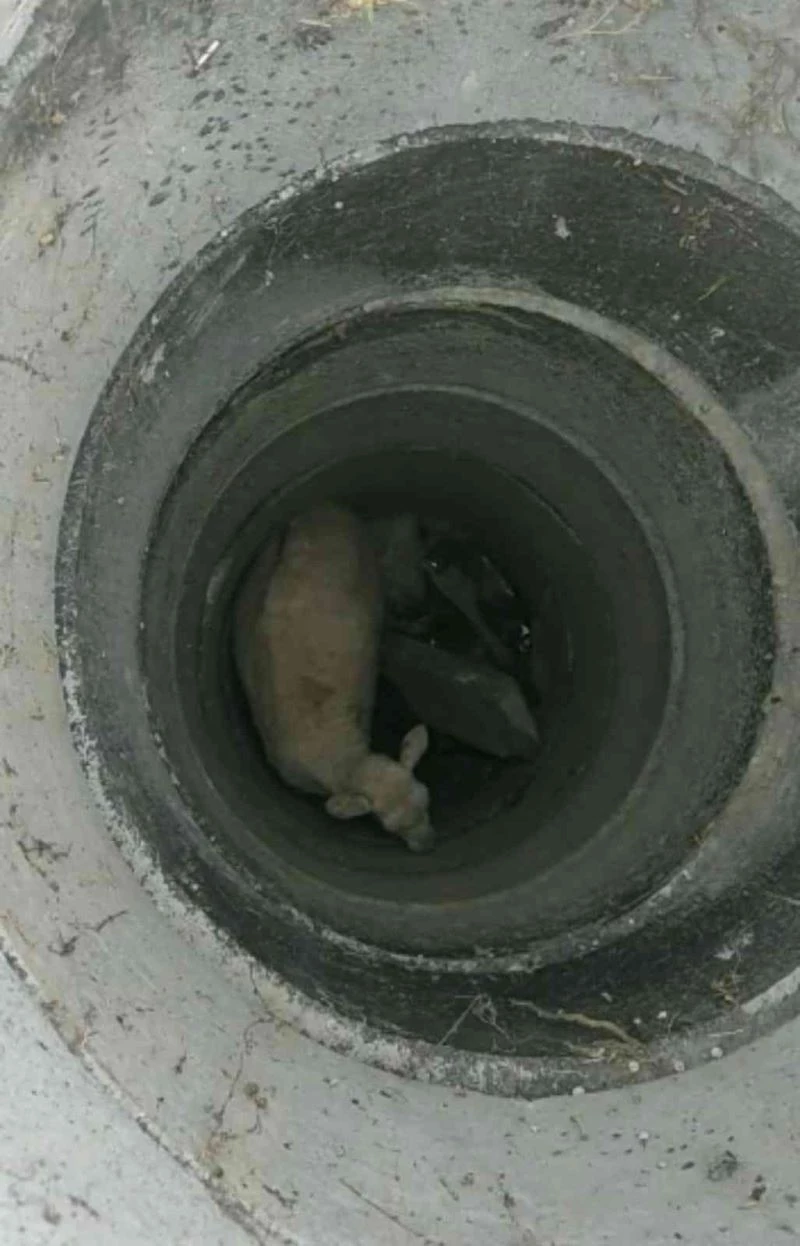 İtfaiye ekipleri rögara düşen küçükbaş hayvan için seferber oldu
