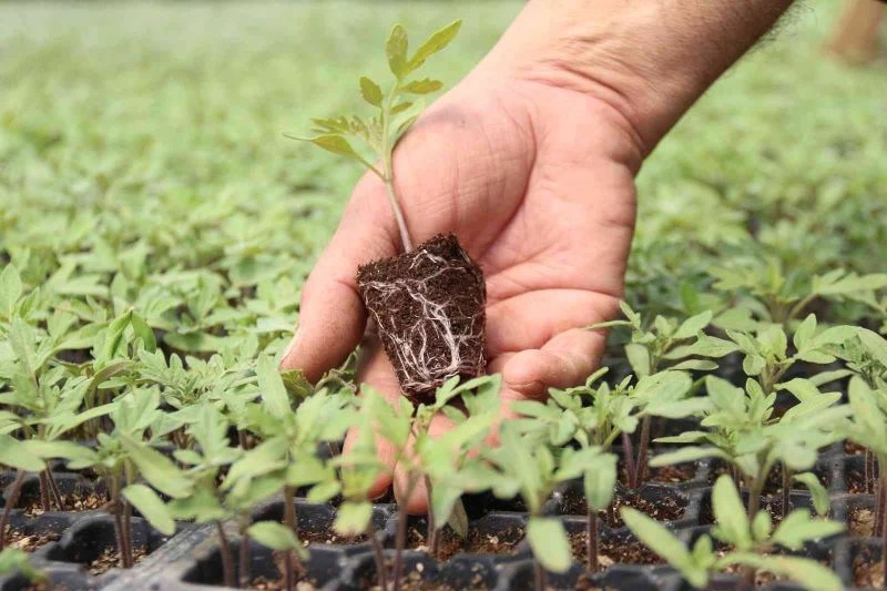 Her sezon milyonlarca fideyi toprakla buluşturuyor

