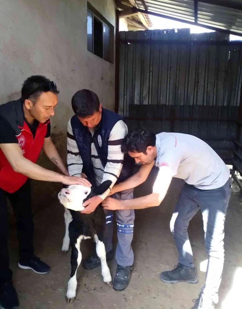 Muğla’da ‘Buzağım doğdu’ ihbar hattı
