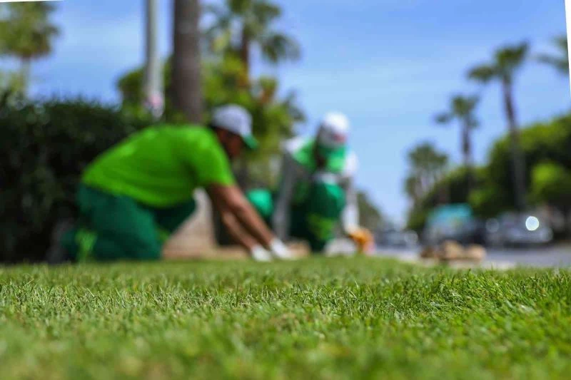Adnan Menderes Bulvarındaki refüje rulo çim seriliyor
