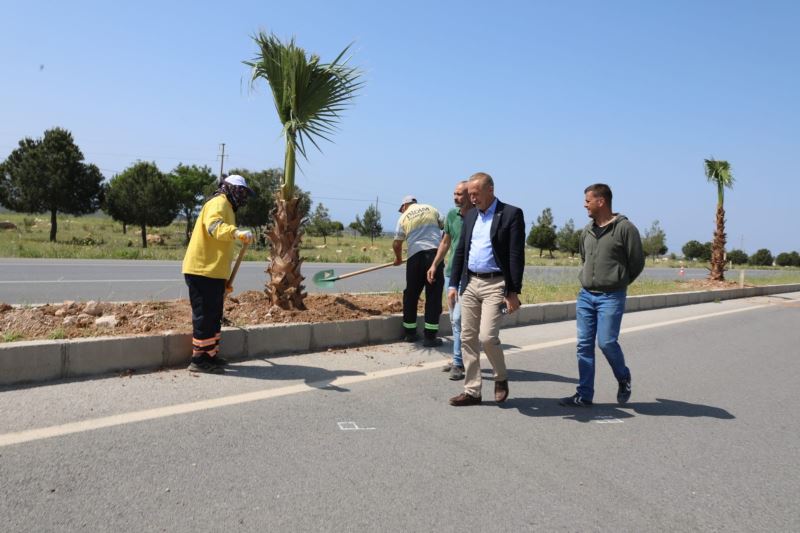 Didim Belediyesi, 250 adet palmiye ağacının dikimini gerçekleştiriyor
