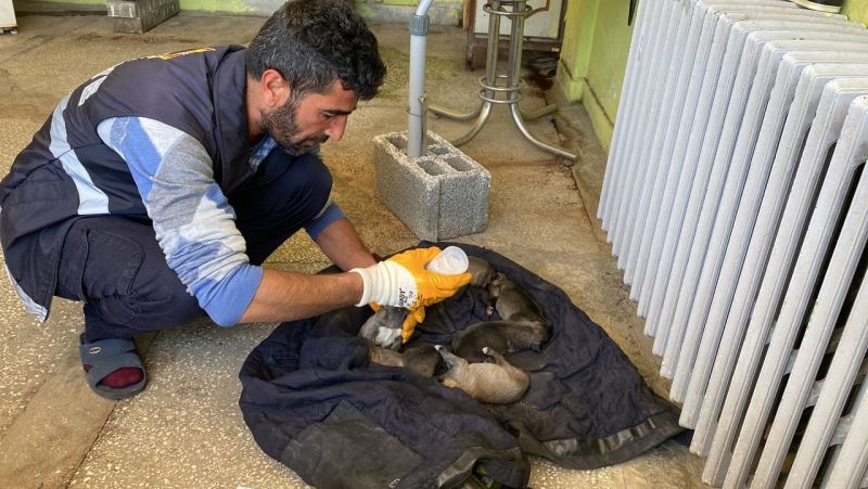 Çöp konteynerinin yanında buldukları yavru köpekleri biberonla beslediler
