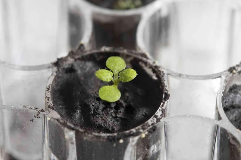 Ay’dan getirilen toprakta ilk kez bitki yetiştirildi
