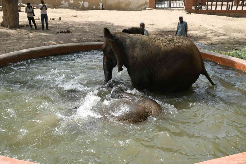 Pakistan’da aşırı sıcaktan bunalan filler banyo yaptı
