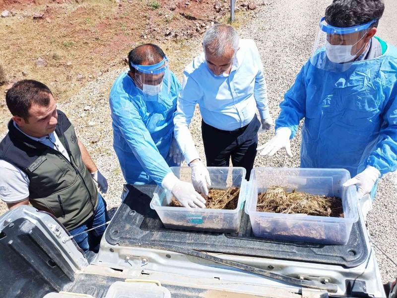 Kumluca’da zararlı böceklere karşı 7 bin 200 adet yararlı böcek doğaya bırakıldı
