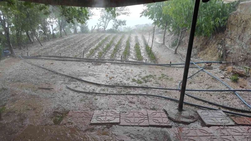 Siirt’te dolu yağışı fideleri vurdu, ekipler hasar tespit çalışması yaptı
