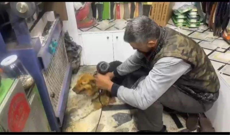 Yağmurda ıslanan sokak köpeğini fön makinesiyle kuruladı
