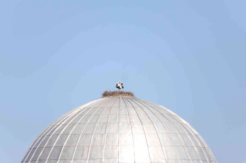 Cami kubbesindeki leylek ile yavrusu ve yumurtaları Kars’a gönderildi
