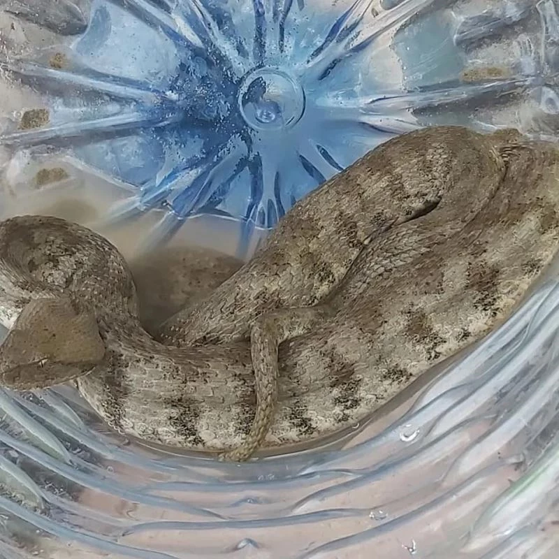 Bahçesinden engerek yılanı çıktı
