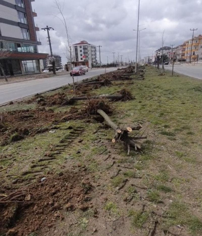 Ağaç katliamı yapan CHP’li belediyeden ilginç cevap: “Dekora uymuyor”
