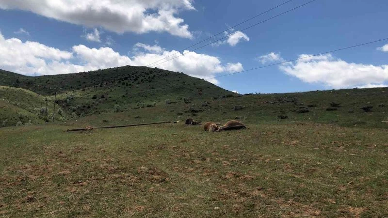 Elektrik direği devrildi, akıma kapılan 3 inek telef oldu
