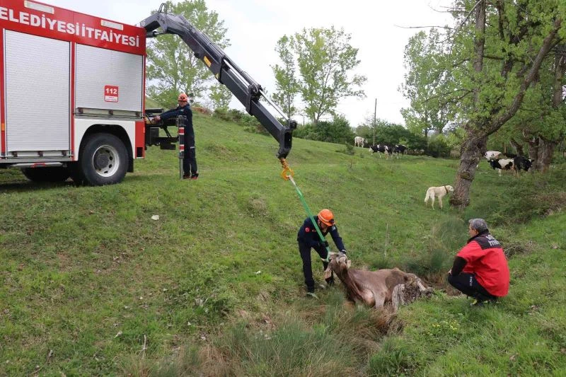 Otlarken su birikintisine düşen ineği itfaiye kurtardı
