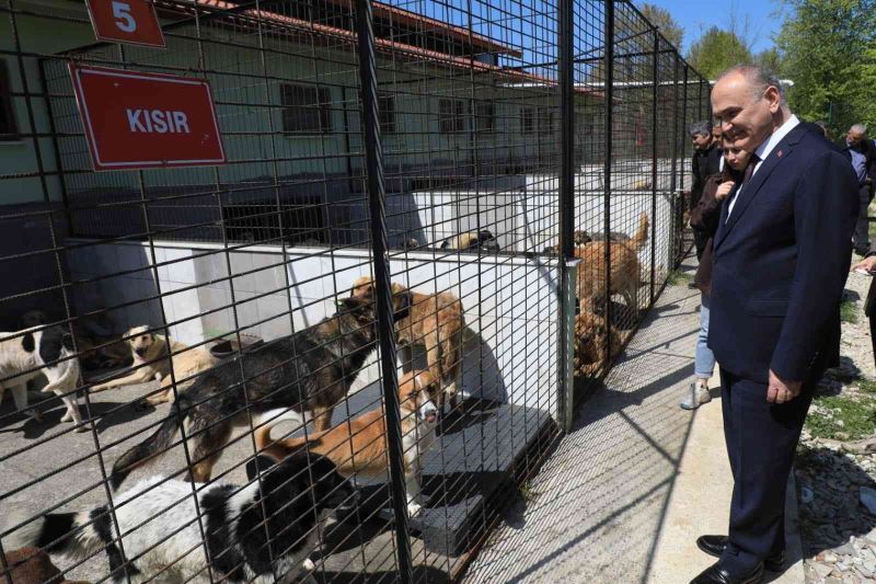 Düzce’de 15 günde 5 köpek sahiplendirildi
