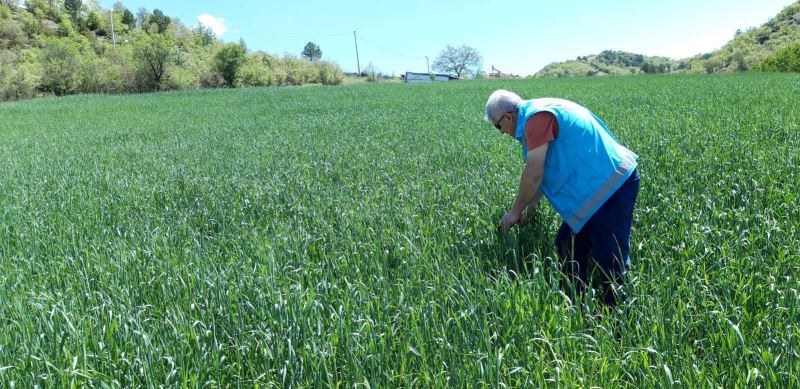 Şaphane’de buğday ekili alanlarda süne zararlısı ile ilgili saha incelemeleri
