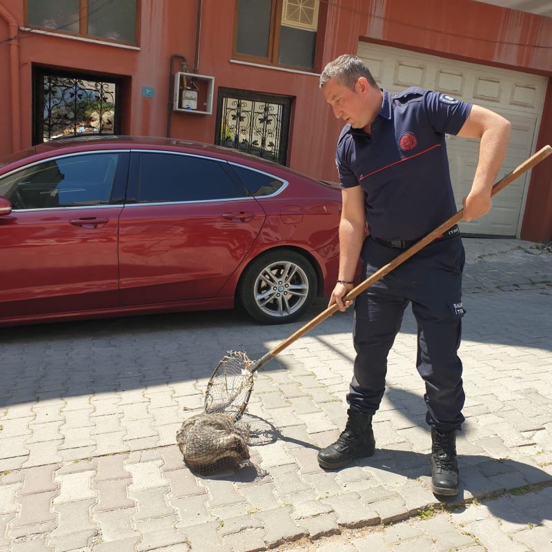 Bandırma’da cadde üzerinde gezen kokarca itfaiye ekipleri tarafından yakalandı
