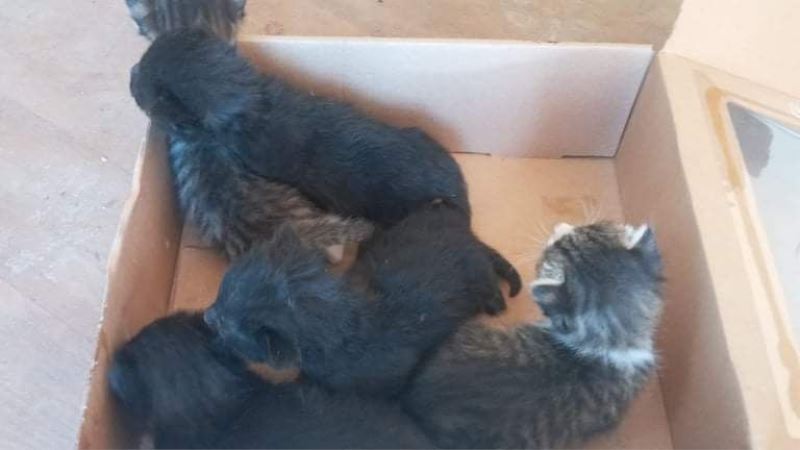 Yola bırakılan 5 kedi yavrusuna duyarsız kalmadı
