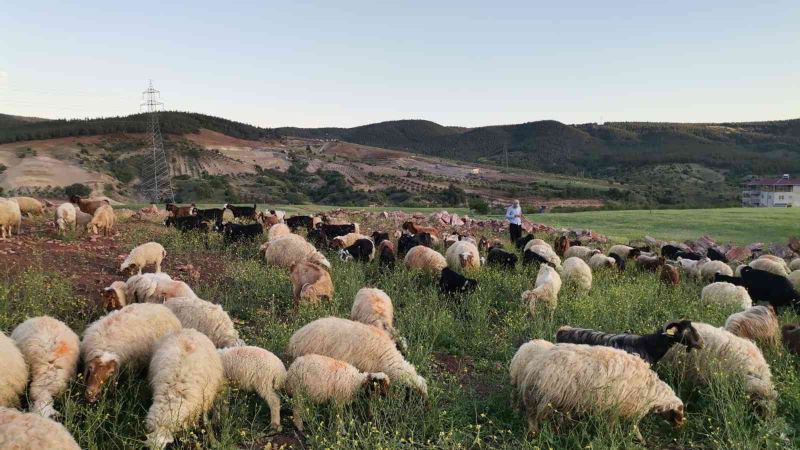 Kahramanmaraş’ta göçerlerin yayla mesaisi başladı
