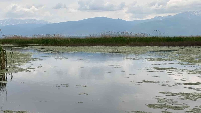  Yağışlar Eber Gölü’ne adeta can suyu oldu
