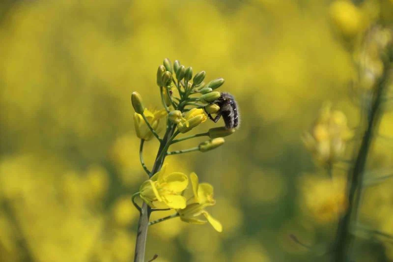Biyodizel ham maddesi 