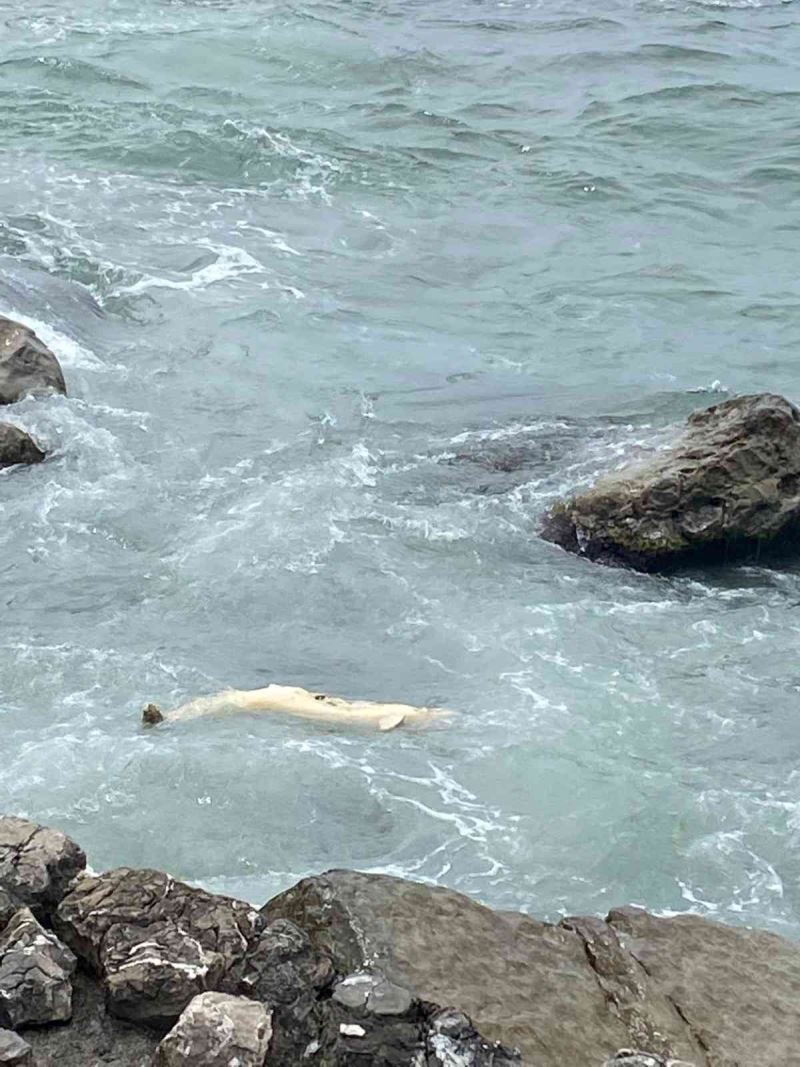Zonguldak’ta yunus ölüsü kıyıya vurdu
