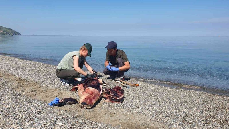 Karadeniz’de çok konuşulan yunus ölümleri araştırılıyor
