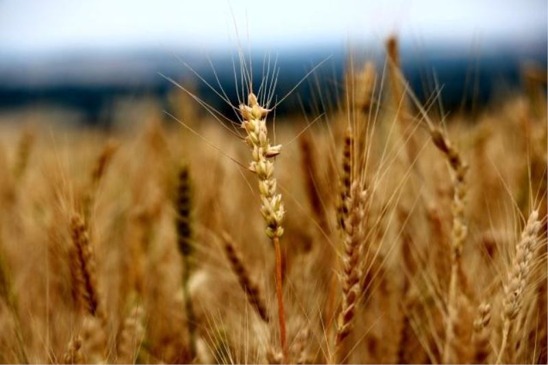 Edirne’de buğday 5,656 TL’den satıldı
