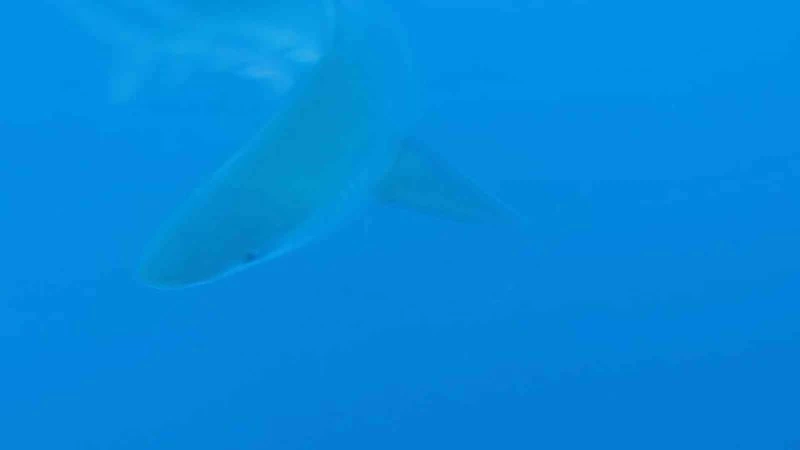 Profesörün köpekbalığı sürüsüyle yakın teması sualtı kamerasında
