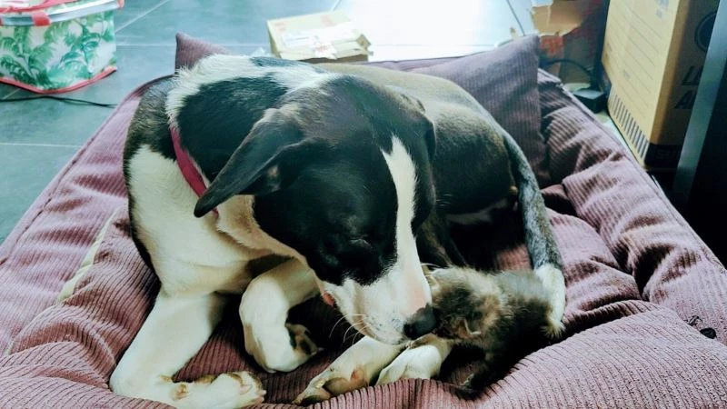 Annesinin terk ettiği kediye köpek sahip çıktı
