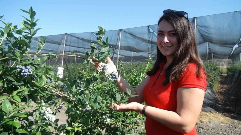 Tek tek elle toplanıyor, kilosu 360 TL’ye kadar çıkıyor
