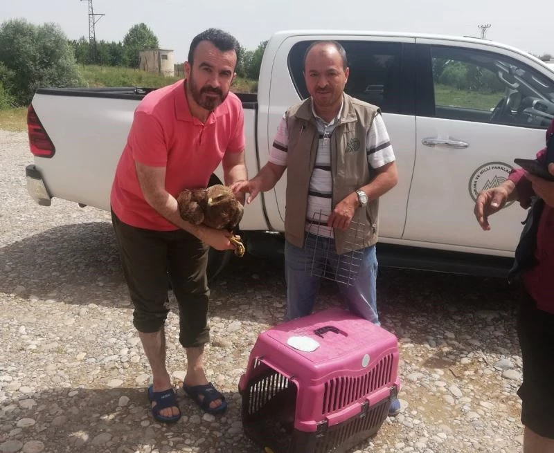 Yaralı kartal ve dağ keçisi ekiplere teslim edildi

