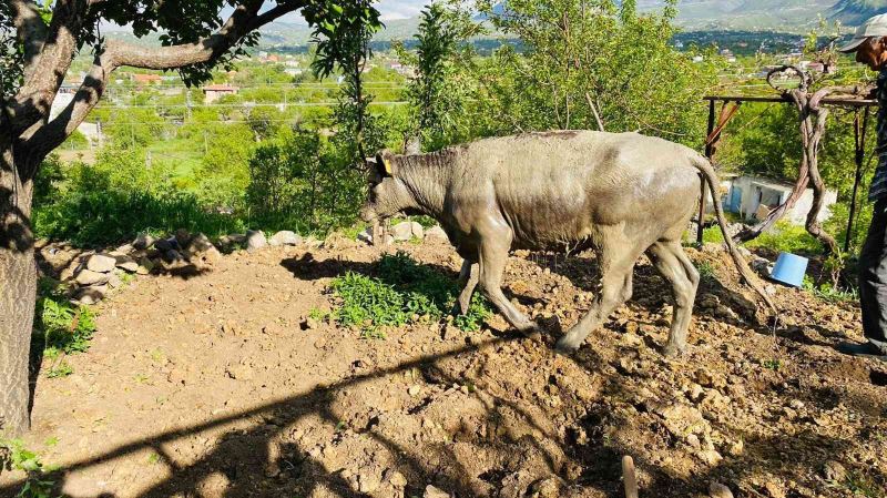 Foseptik çukuruna düşen ineği itfaiye kurtardı
