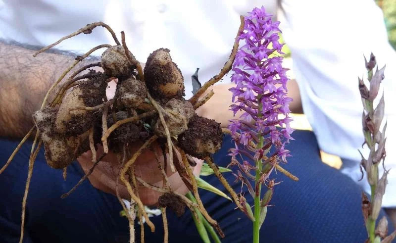 Tazesinin kilosu 300, tozu bin 800 TL
