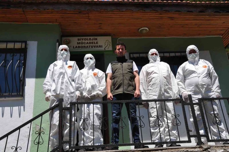 Ormanlarda böcek savaşları başladı
