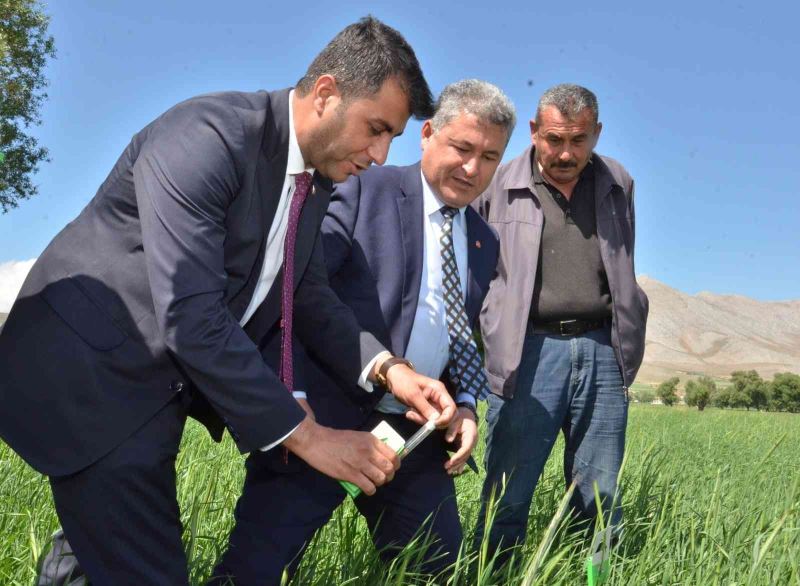 Süne ile mücadele için tarlalara 130 bin 