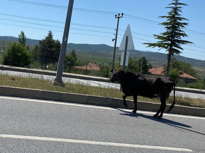 D-785 karayolunda ilerleyen başıboş inek trafiği tehlikeye düşürdü
