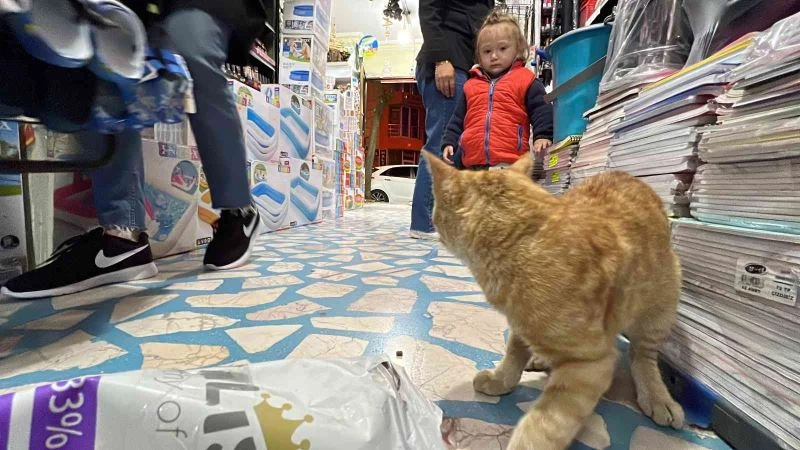 Akşam dükkan kapanırken geliyor sabaha kadar gitmiyor
