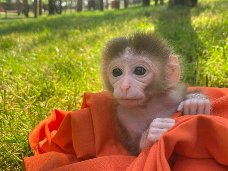 Çekmeköy’de 20 günlük utangaç yavru maymun hayvanat bahçesinin maskotu oldu
