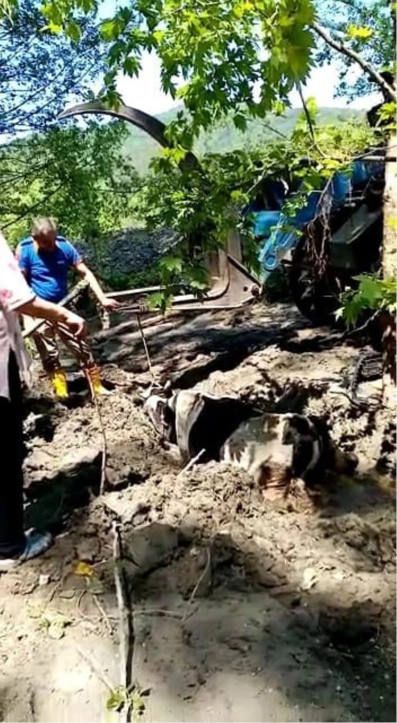 Bataklığa saplanan ineği kepçe yardımı ile kurtardılar
