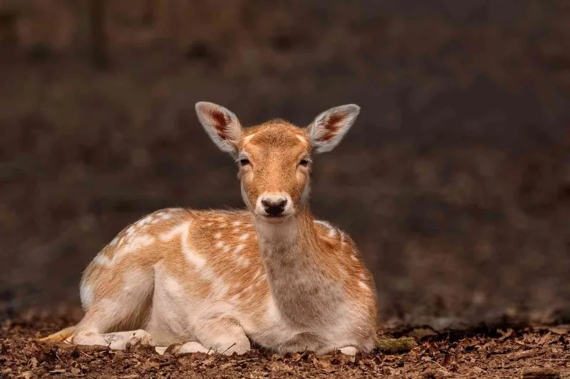 Ormanya, 50 ülkeyi geride bıraktı
