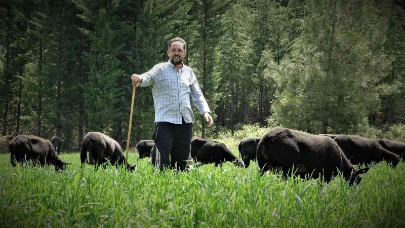 Yurt dışından getirdiği koyunlardan almak isteyenlere 10 ay sonrasına sıra veriyor

