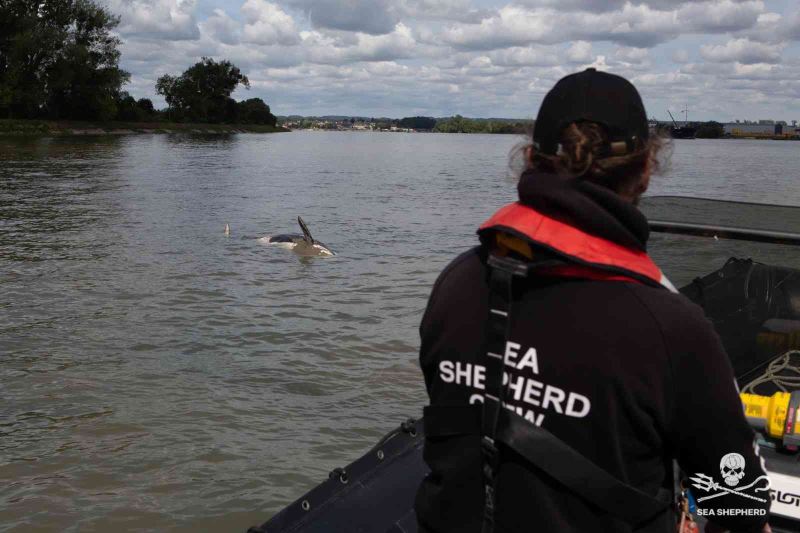 Fransa’da ötenazi yapılması planlanan katil balina doğal nedenlerle öldü
