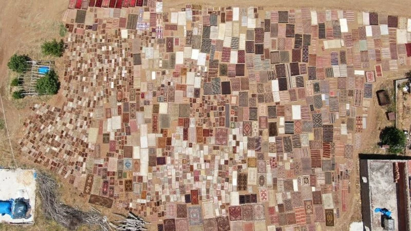 ’Halı tarlaları’nda sezon açıldı, buğday tarlalarında renk cümbüşü yaşandı
