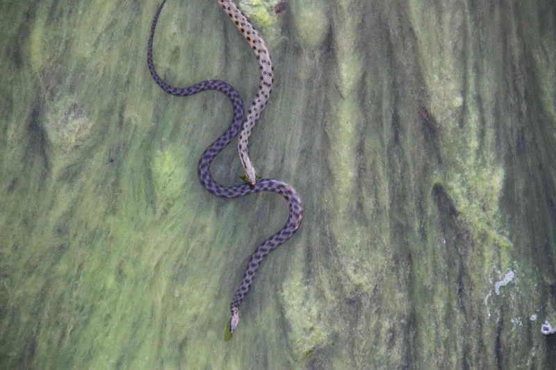 Vatandaşlar kanal kenarında film izler gibi tatlı su yılanı izliyor
