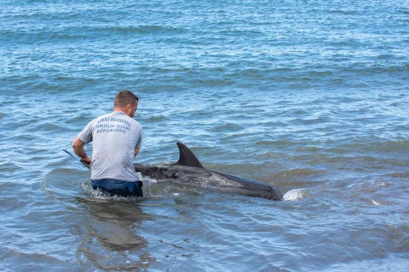 Dikili’de karaya vuran yunus kurtarılamadı
