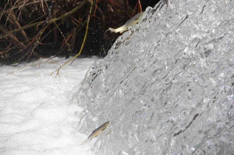 Bunlar İnci Kefali değil Siraz, akıntıya karşı göç başladı
