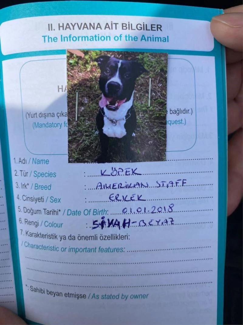 Kartal’da keçiyi telef eden pitbull cinsi köpek yakalandı
