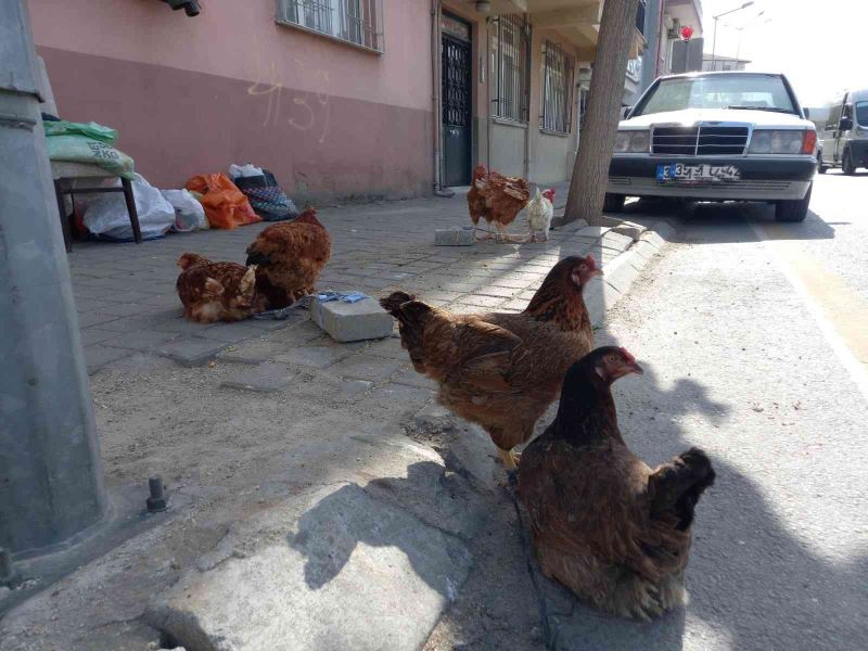 KKKA hastalığına karşı en etkili önlem olan tavuklar rağbet görmeye devam ediyor
