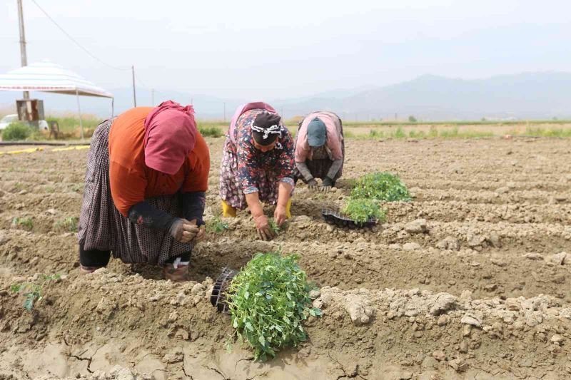 Efeler Belediyesi’nin tarım ürünlerini çeşitleniyor
